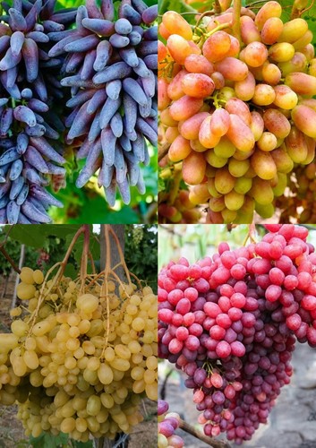 Uva tavola viti affinate - uva,